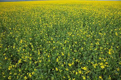 丧尸FPS《Projekt Z: Beyond Order》公布新战斗预告